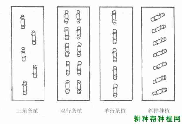 种植甘蔗怎样排种，哪种方式比较好？